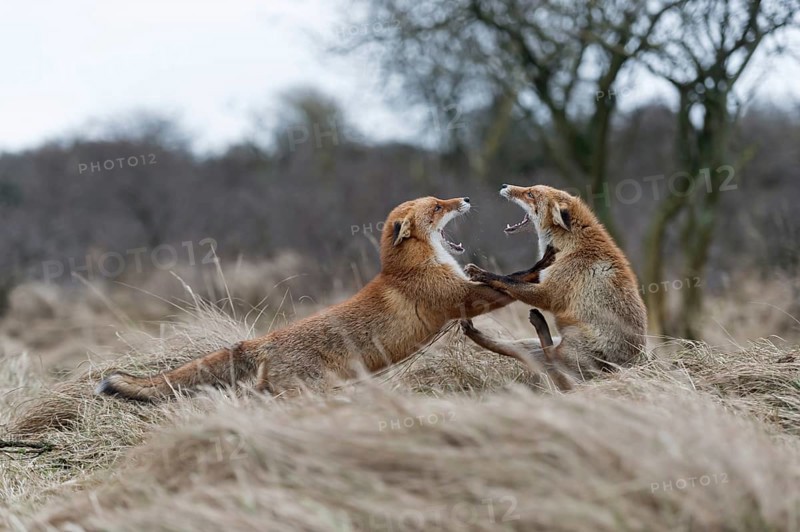 Roll backwards... Red fox (Vulpes vulpes), two red foxes, foxes fighting, threatening, fighting with each other, fighting fox, North Holland, Netherlands, Western Europe