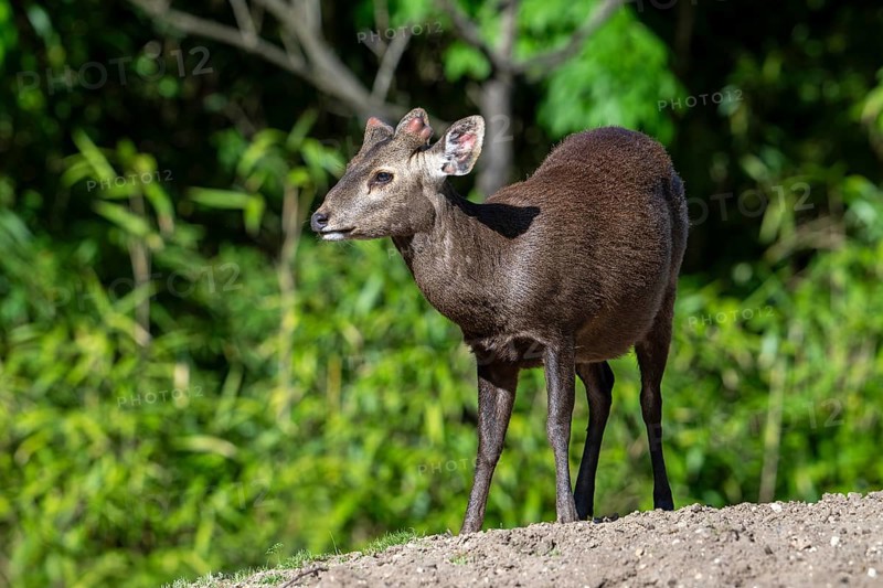 Reeves's muntjac, Chinese muntjac (Muntiacus reevesi) native to south-eastern China and introduced in UK, Ireland, Netherlands, Belgium, and Japan, Europe