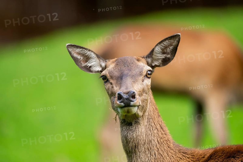 Red deer (Cervus elaphus) hind, portrait, Austria, Europe