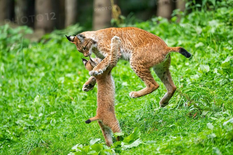 Eurasian lynx (Lynx lynx) youngster on a meadow, Bavaria, Germany, Europe