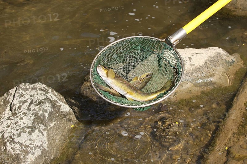 Fishing with current, stunned brown trout in landing net, Mindelheim town stream, Allgäu, Bavaria, Germany, Allgäu, Bavaria, Germany, Europe