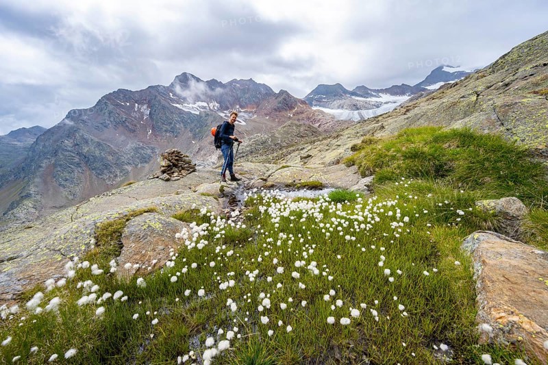 Cottongrass in high mountain landscape, mountaineer on a hiking trail, behind Übeltalferner, Stubai Alps, South Tyrol, Italy, Europe