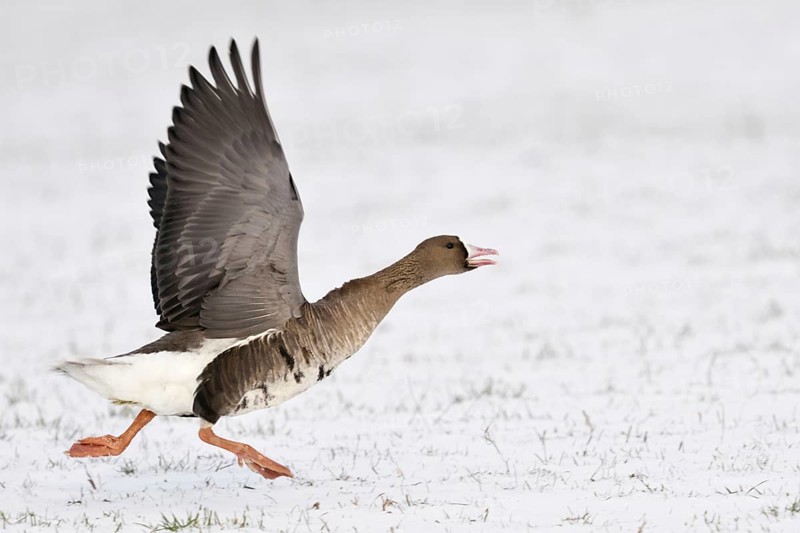 With a run-up... White-fronted goose (Anser albifrons) starts in the snow, runs up, flies off, relatively common wild goose, but only seen here in winter, typical features are the pink bill with the white pallor and the stripes on the belly, Lower Rhine, North Rhine-Westphalia, Germany, Western Europe, Europe