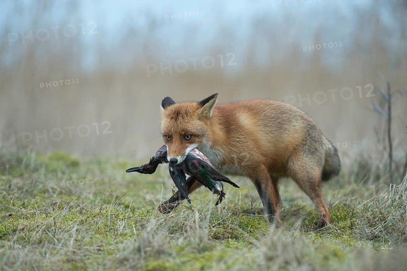 Red fox (Vulpes vulpes), fox with prey in catch, has captured a duck, successful hunter, native predator, predatory game, small game, predator, native wildlife, nature, wildlife, native nature, North Holland, Netherlands, Western Europe