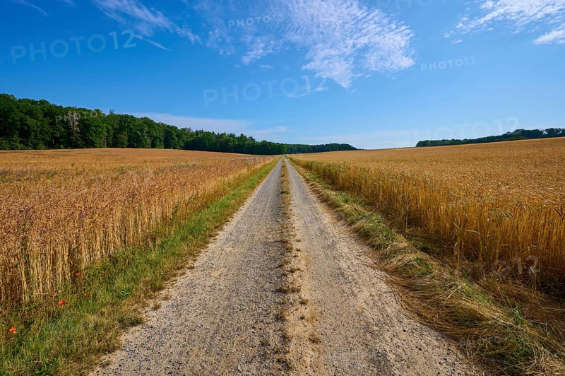 Small country lane between golden and green forest on a clear summer day, summer, Retzstadt, Main Spessart district, Bavaria, Germany, Europe