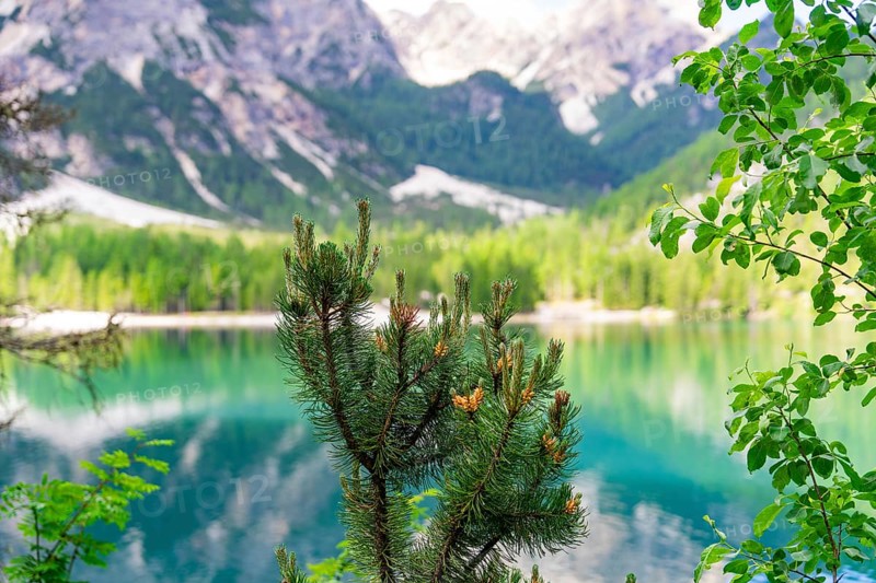 A conifer in the foreground with a green mountain lake and majestic mountains in the background, Lake Braies, South Tyrol, Dolomites, Italy, Europe