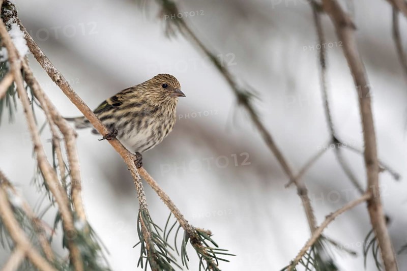 Small but beautiful... Pine siskin (Spinus pinus) in the branches of a coniferous tree, inconspicuous but pretty songbird, typical forest bird, small bird in the coniferous forests of the Rocky Mountains, America, nature in Yellowstone NP, Wyoming, North America, United States of America