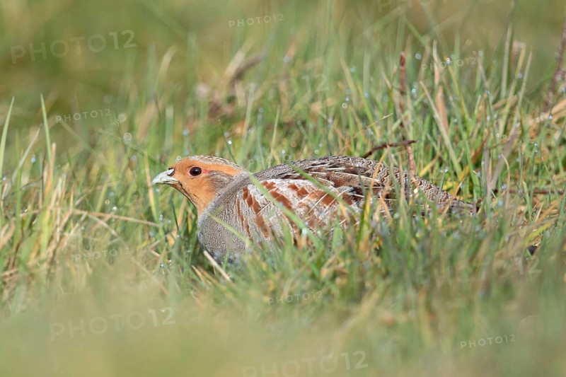 In the meadow... Grey partridge (Perdix perdix) huddles on the ground, seeks shelter, fieldfare highly endangered due to habitat loss, threatened almost everywhere, species highly endangered due to habitat loss and predators, formerly very common, native birdlife, wildlife, nature, North Rhine-Westphalia, Germany, Western Europe, Europe