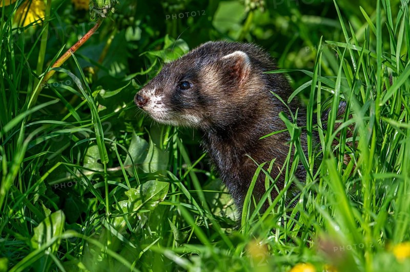 European polecat (Mustela putorius) on the hunt, looking for prey in meadow, pasture with dandelions in flower in spring