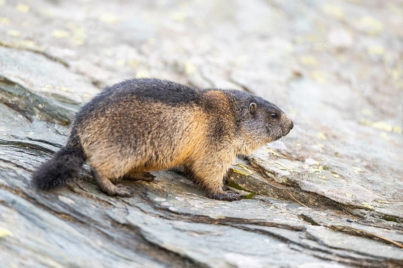 Alpine marmot (Marmota marmota) youngster in autumn, Grossglockner, High Tauern National Park, Austria, Europe