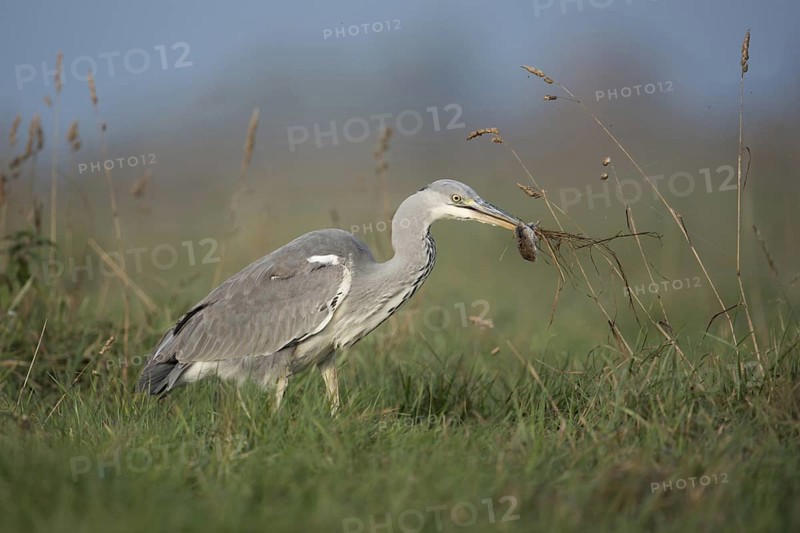 Catching mice... Grey heron (Ardea cinerea) after successfully catching prey with a mouse in its beak in the natural environment of a meadow, native nature, Bislicher Insel, Wesel district, Lower Rhine, North Rhine-Westphalia, Germany, Western Europe, Europe