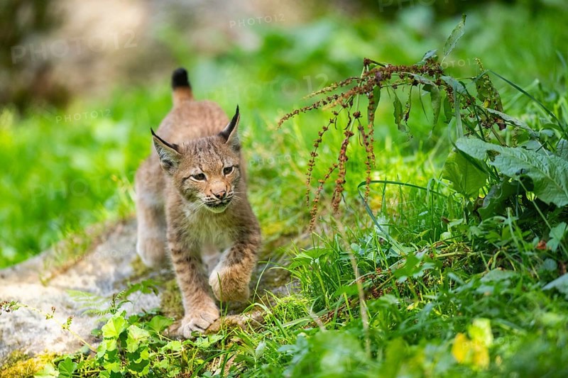 Eurasian lynx (Lynx lynx) youngster on a meadow, Bavaria, Germany, Europe