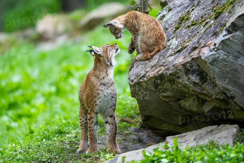 Eurasian lynx (Lynx lynx) mother with her youngster, Austria, Europe