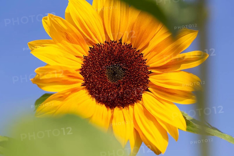 Close-up of a sunflower