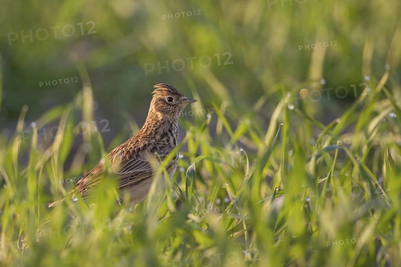 In young grain... Skylark (Alauda arvensis), well-known native songbird, typical character bird of open fields, ground-nesting bird, suffers from the large-scale monocultures of intensive agriculture, highly endangered field and meadow breeder, stands slightly elevated on a crumb of earth, looks around, native nature, Meerbusch, Lower Rhine, North Rhine-Westphalia, Germany, Western Europe, Europe
