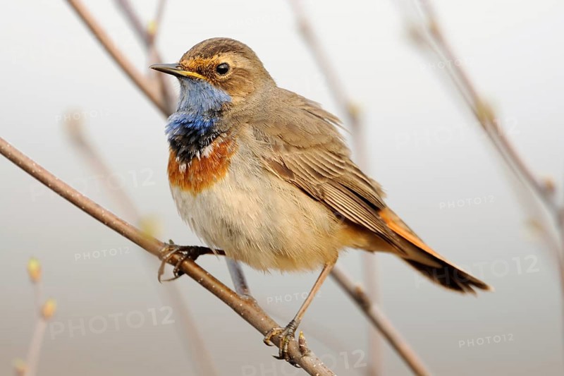 Blue throat... Bluethroat (Luscinia svecica), native songbird, unmistakable due to its blue throat, gifted singer, migratory bird, often not very shy, Lower Rhine, North Rhine-Westphalia, Germany, Western Europe, Europe