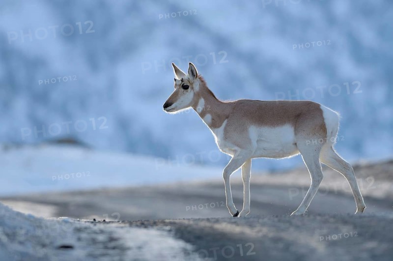 Encounter in the late evening... Pronghorn (Antilocapra americana) crossing a road in winter in the light backlight, soft cold but still bright colours, great light, USA, Yellowstone, Wyoming, North America, United States of America, North America