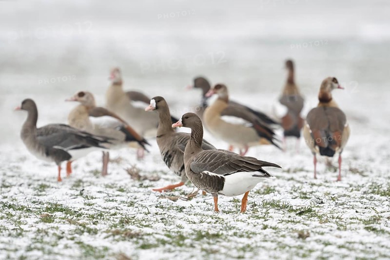 White-fronted goose (Anser albifrons), associated with Nile geese (Alopochen aegyptiacus) in winter on a snow-covered field, various wild geese in a meadow in the snow, Lower Rhine, North Rhine-Westphalia, Germany, Western Europe, Europe