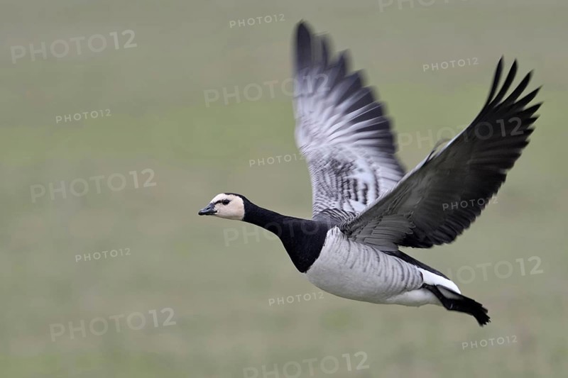 In flight... Barnacle goose (Branta leucopsis), arctic wild goose, goose, flying, flying over green meadows in its wintering grounds on the Lower Rhine, Bislicher Insel, Wesel district, North Rhine-Westphalia, Germany, Western Europe, Europe