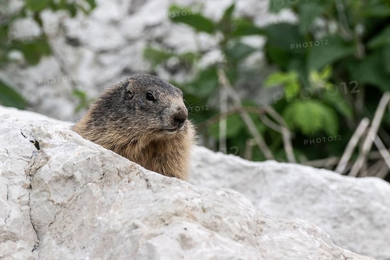 Marmot (Marmota marmota), Monte Baldo, Italy, Europe