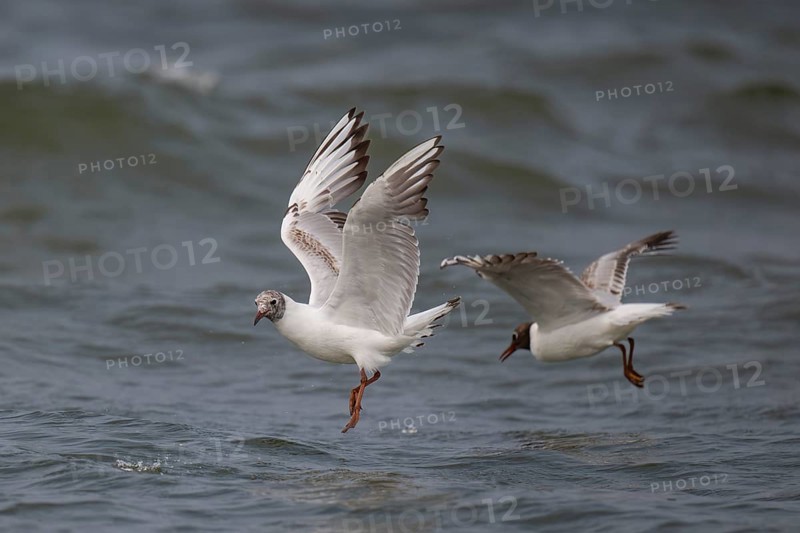 Black-headed gull (Chroicocephalus ridibundus) in summer plumage, flying above the sea surface, looking for small fish, near Hvide Sande, Ringkøbing Fjord, North Sea, Denmark, Europe