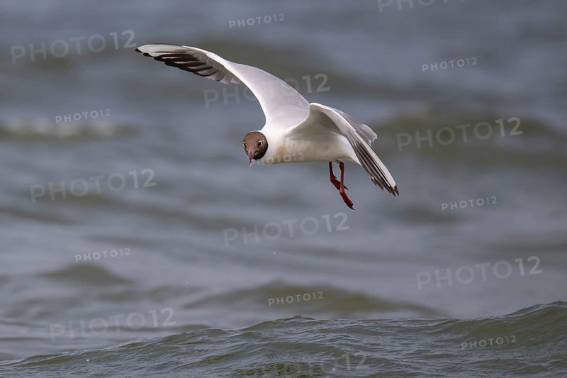 Black-headed gull (Chroicocephalus ridibundus) in summer plumage, flying above the water surface, looking for small fish, near Hvide Sande, Ringkøbing Fjord, North Sea, Denmark, Europe