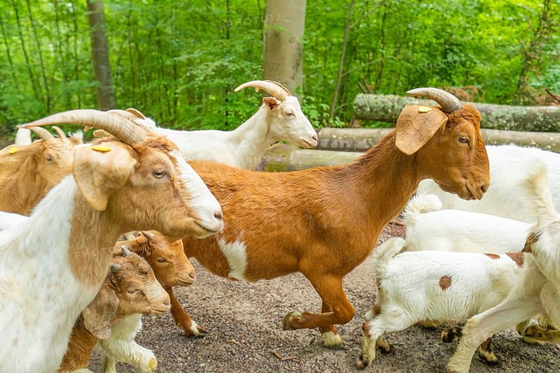 Close-up of several goats in the forest with brown and white fur patterns, Gechingen forest pasture, compensation project for the Hermann Hesse railway to create ecological habitats for endangered species, Calw district, Germany, Europe