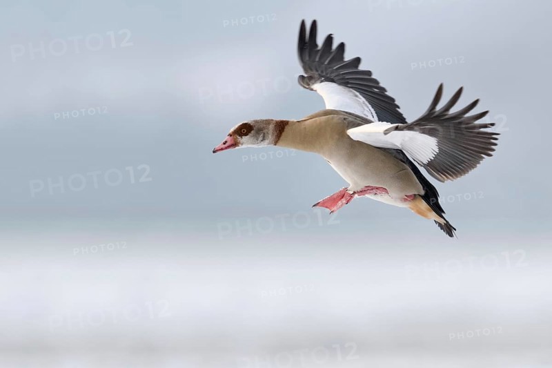 On the approach... Egyptian goose (Alopochen aegyptiacus) in winter, flying wild goose preparing to land, Egyptian geese are an invasive species, are neozoa, originally non-native animals, today spread almost everywhere, Lower Rhine, North Rhine-Westphalia, Germany, Western Europe, Europe