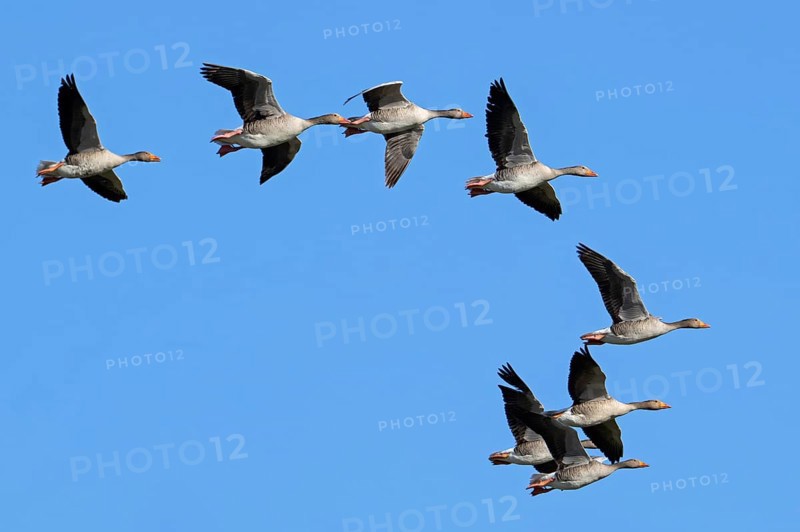 Greylag geese, graylag goose (Anser anser) flock flying against blue sky during migration in spring