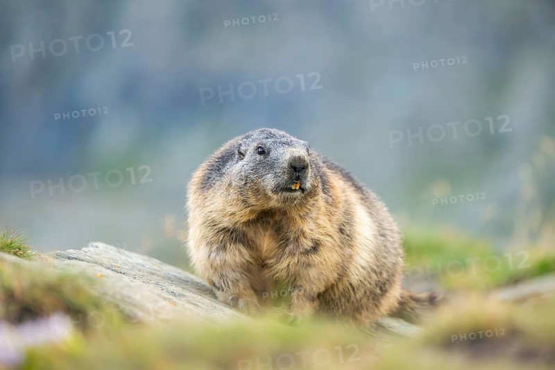 Alpine marmot (Marmota marmota) in autumn, Grossglockner, High Tauern National Park, Austria, Europe
