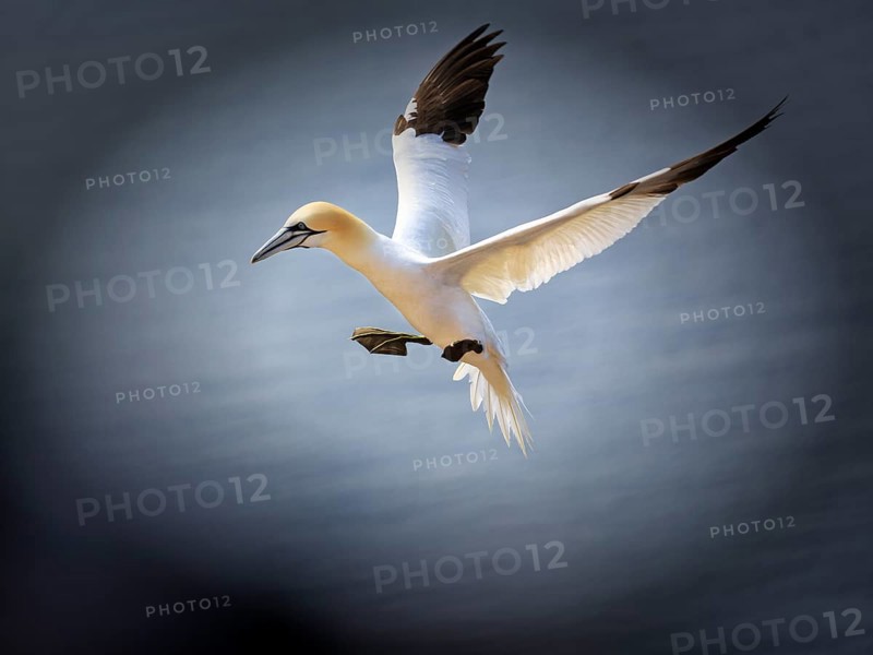 Northern gannet (Morus bassanus) on bird cliffs, approaching to land, Heligoland Island, Schleswig-Holstein, Germany, Europe