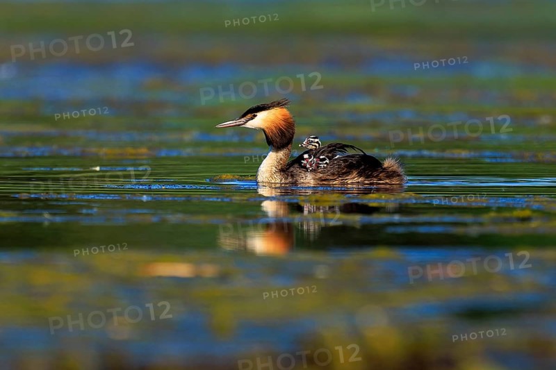 A great crested grebe swims with chicks on its back in calm, greenish water, Great crested grebe, (Podiceps Scalloped ribbonfish), with chicks, wildlife, Germany, Europe