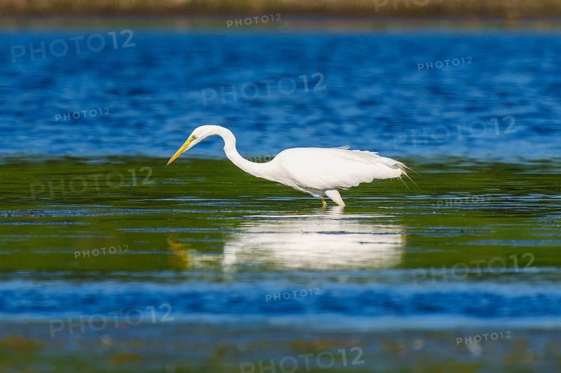 A heron stands at attention in the water, Great White Egret (Ardea alba, Syn.: Casmerodius albus, Egretta alba), wildlife, Germany, Europe