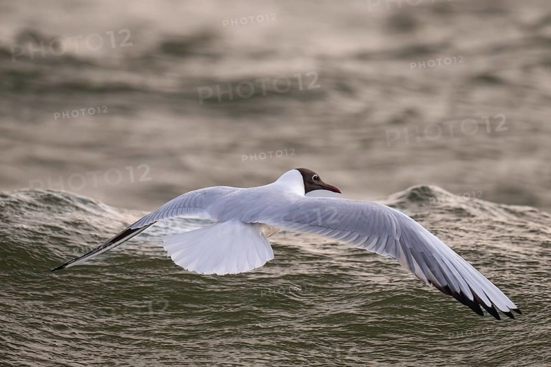 Black-headed gull (Chroicocephalus ridibundus) in summer plumage, flying above the sea surface, looking for small fish, near Hvide Sande, Ringkøbing Fjord, North Sea, Denmark, Europe
