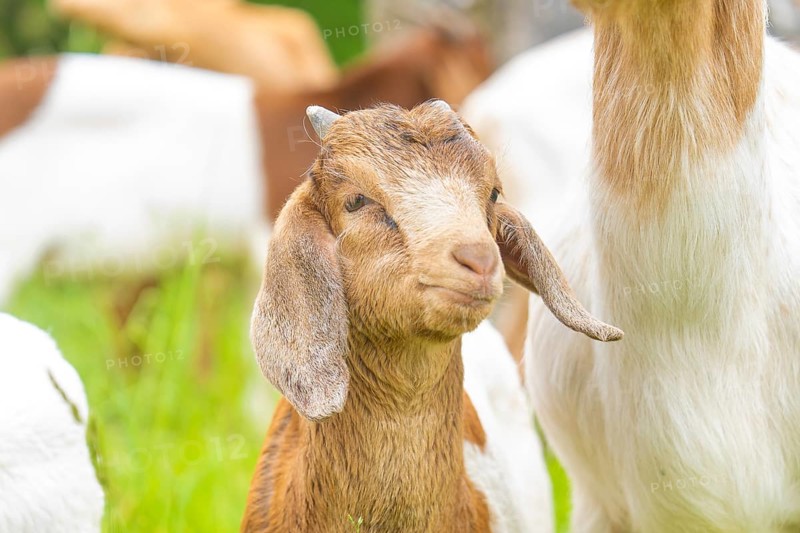 Young goat with brown fur looks curiously at the green surroundings, Gechingen forest pasture, compensation project for the Hermann Hesse railway to create ecological habitats for endangered species, Calw district, Germany, Europe