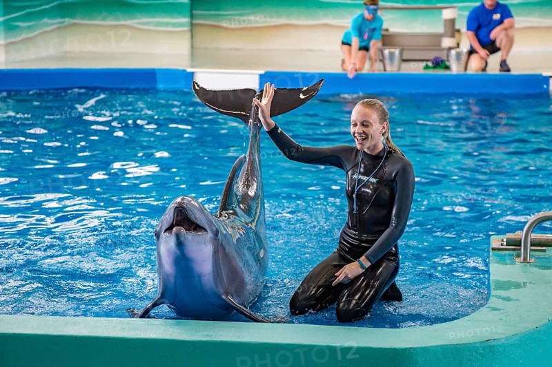 Trainers working with Dolphins during show at Ocean Adventures Marine Park in Gulfport, Mississippi