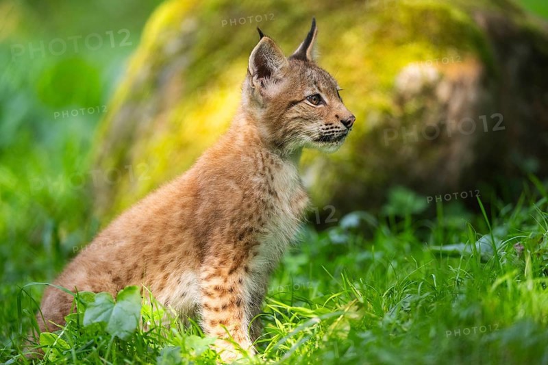 Eurasian lynx (Lynx lynx) youngster on a meadow, Bavaria, Germany, Europe