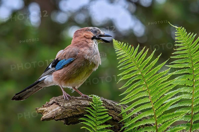 Eurasian jay, European jay (Garrulus glandarius, Corvus glandarius) calling from tree branch with ferns in forest