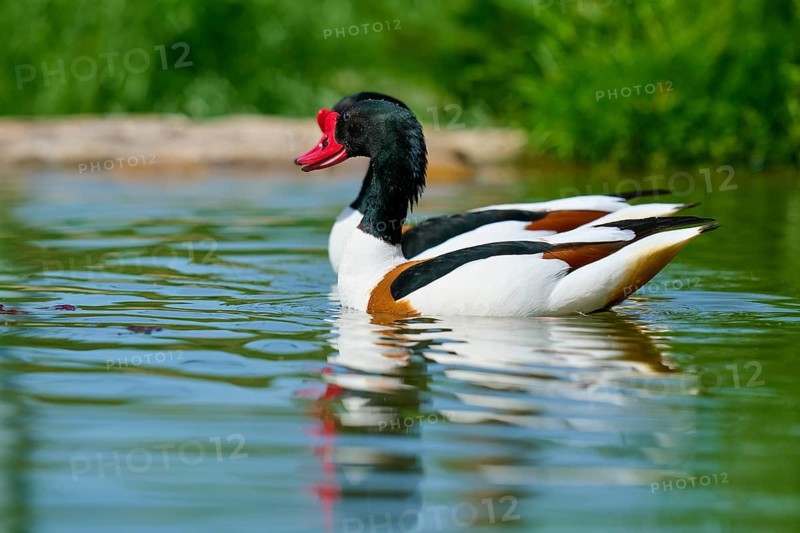 Shelduck (Tadorna tadorna), with striking colours swimming relaxed in the water, France, Europe