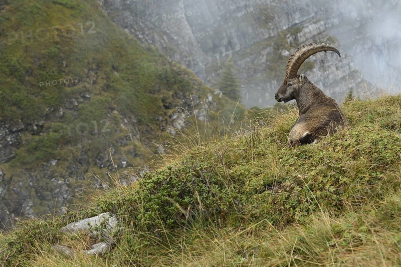 In the high alpine habitat of the ibex... Alpine ibex (Capra ibex), ibex resting, lying in the grass in beautiful surroundings, native nature, High Alps, Alps, Bernese Oberland, Switzerland, Western Europe, Europe