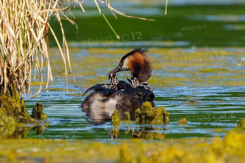 A bird with its young in the water, the surroundings peaceful and surrounded by reeds, Great Crested Grebe, (Podiceps scalloped ribbonfish), with chicks, wildlife, Germany, Europe