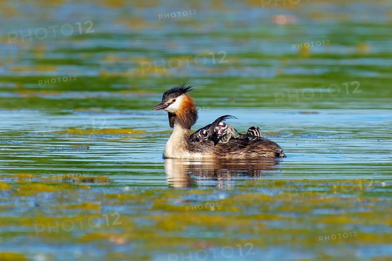 A great crested grebe with chicks swims calmly in the water, Great crested grebe, (Podiceps Scalloped ribbonfish), with chicks, wildlife, Germany, Europe