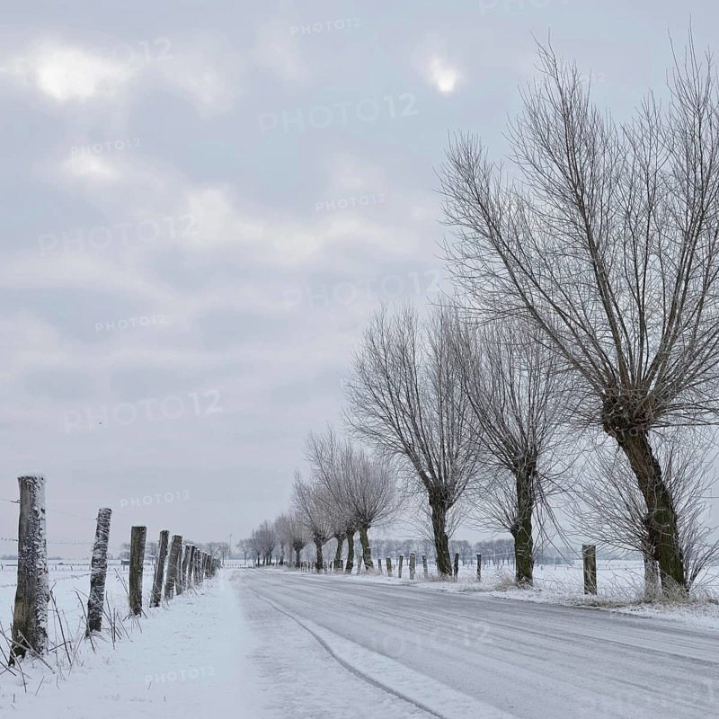 Lined with pollarded willows (Salix sp.) ... Bislicher Insel in winter, small ice-covered road leads between meadows and pastures through snow-covered and frozen rural surroundings, winter landscape on the Lower Rhine, Bislicher Insel near Xanten, nationally known nature reserve, Wesel district, Rhineland, North Rhine-Westphalia, Germany, Western Europe, Europe