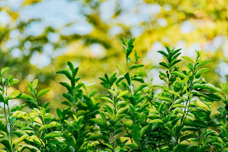 Background of green lemon leaves outdoors. Indian lemon leaves outdoors, Background