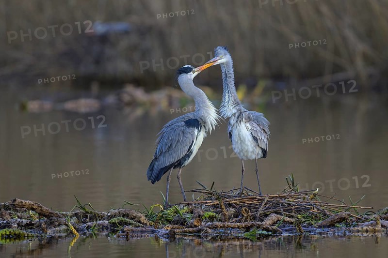Grey heron (Ardea cinerea), breeding pair building a nest on the floating roots of the water lily, courtship display, Neckar valley, Baden-Württemberg, Germany, Europe