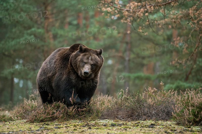 Not to be underestimated... European brown bear (Ursus arctos) during an encounter in the forest, Europe's largest land predator walks across a clearing in the forest, strong adult bear, solitary, looks angry and aggressive, Europe