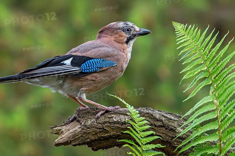 Eurasian jay, European jay (Garrulus glandarius, Corvus glandarius) perched on tree branch with ferns in forest