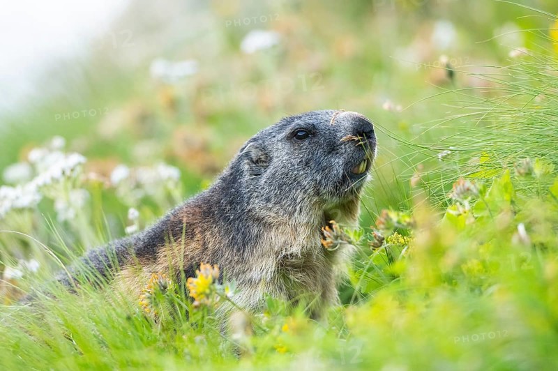 Alpine marmot (Marmota marmota) in autumn, Grossglockner, High Tauern National Park, Austria, Europe