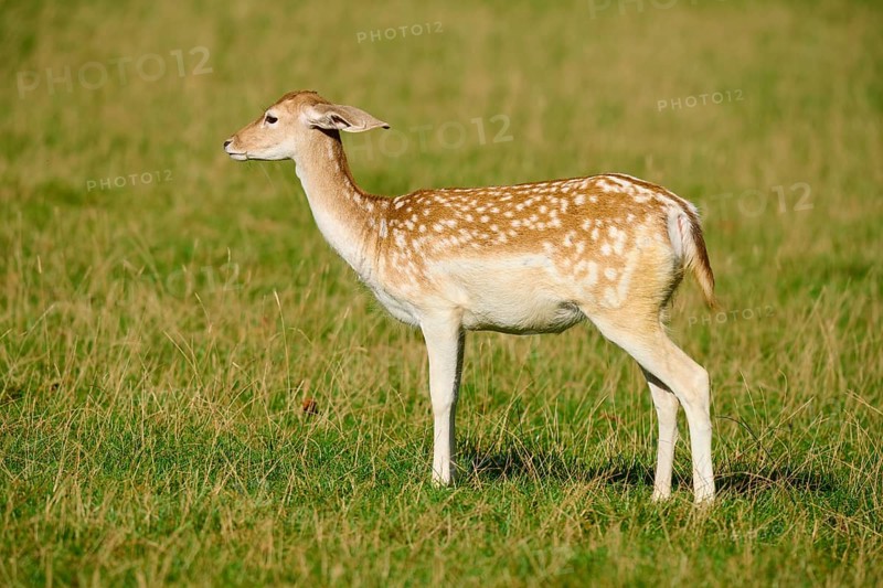 Fallow deer (Dama dama), female, with its distinctive coat pattern in the sun, Germany, Europe