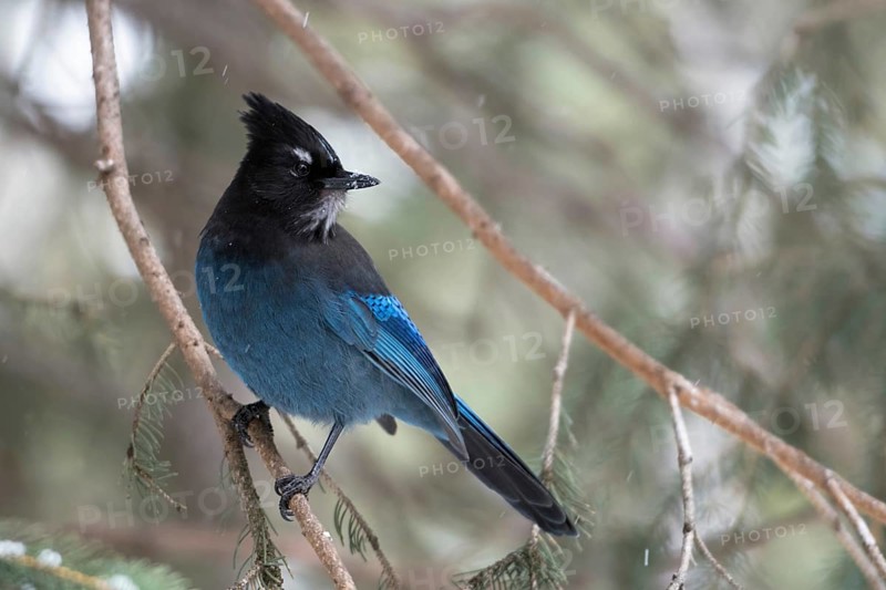 Sapphire blue... Steller's Jay (Cyanocitta stelleri) perched in a conifer tree, watching back over its shoulder, wildlife, Yellowstone Area, Montana, USA, Yellowstone, Wyoming, North America, United States of America, North America